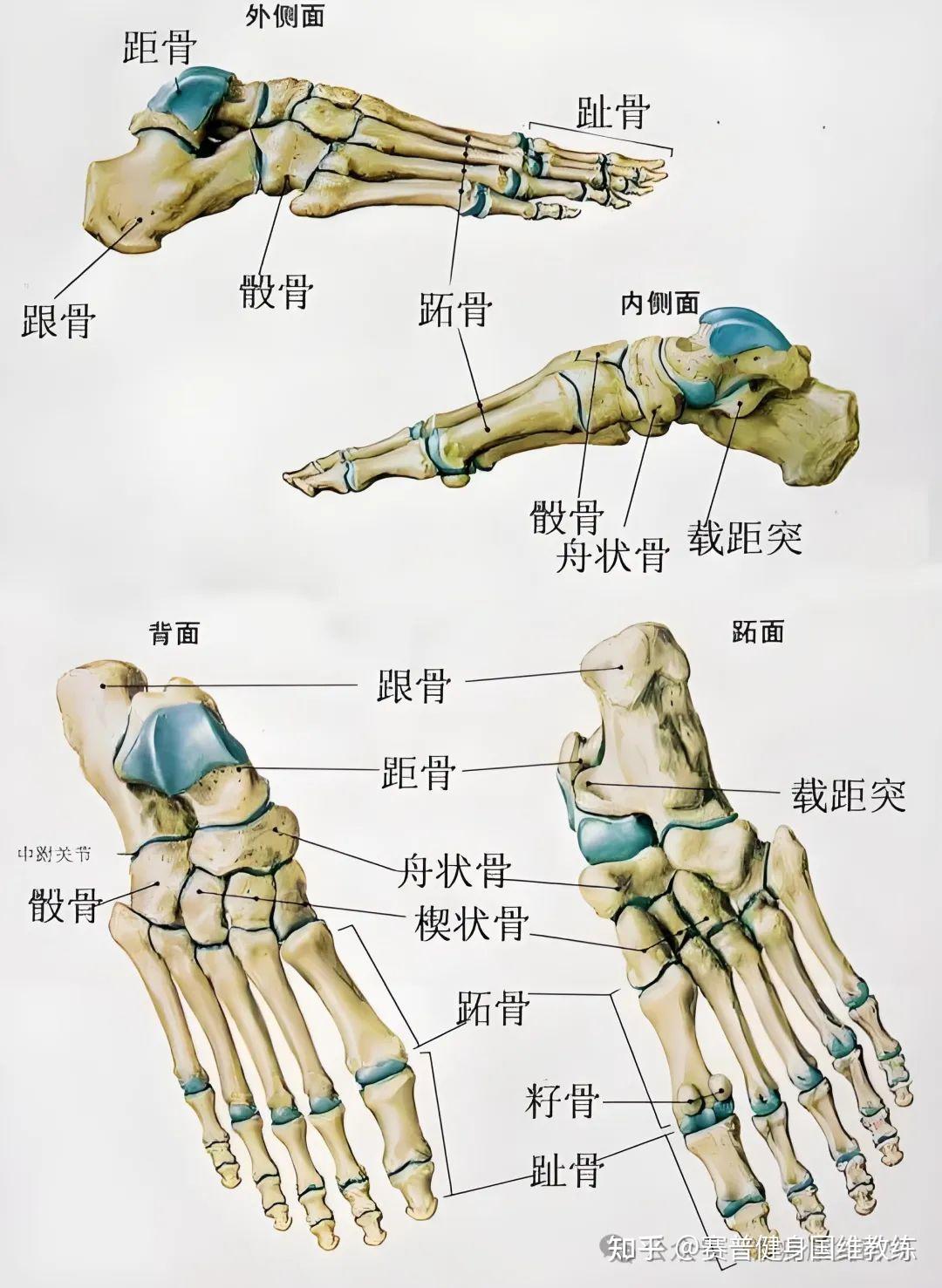 会启动绞盘机制 收紧脚背