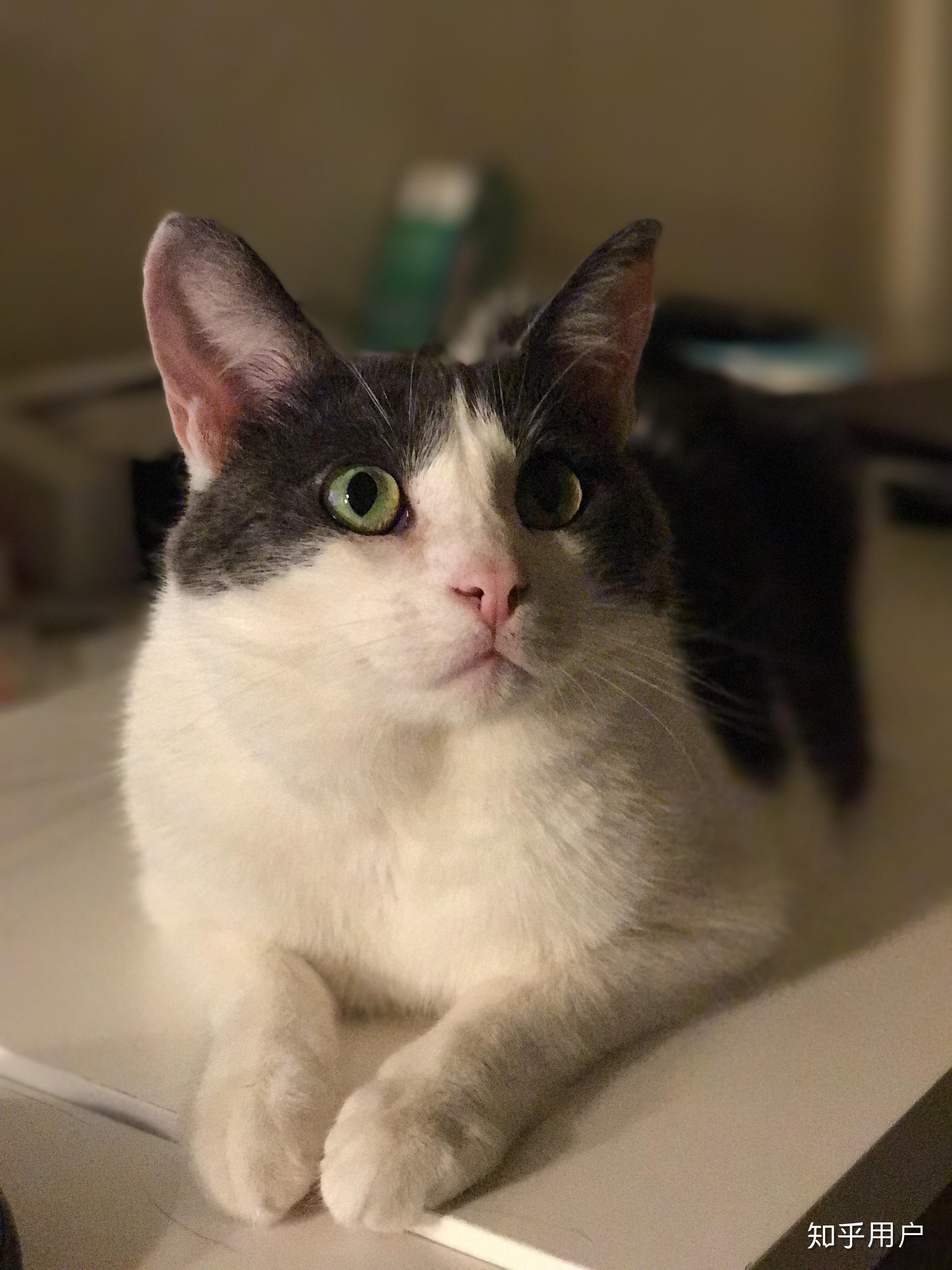 请问这是什么品种的猫或者说这种花色有没有专门的称呼