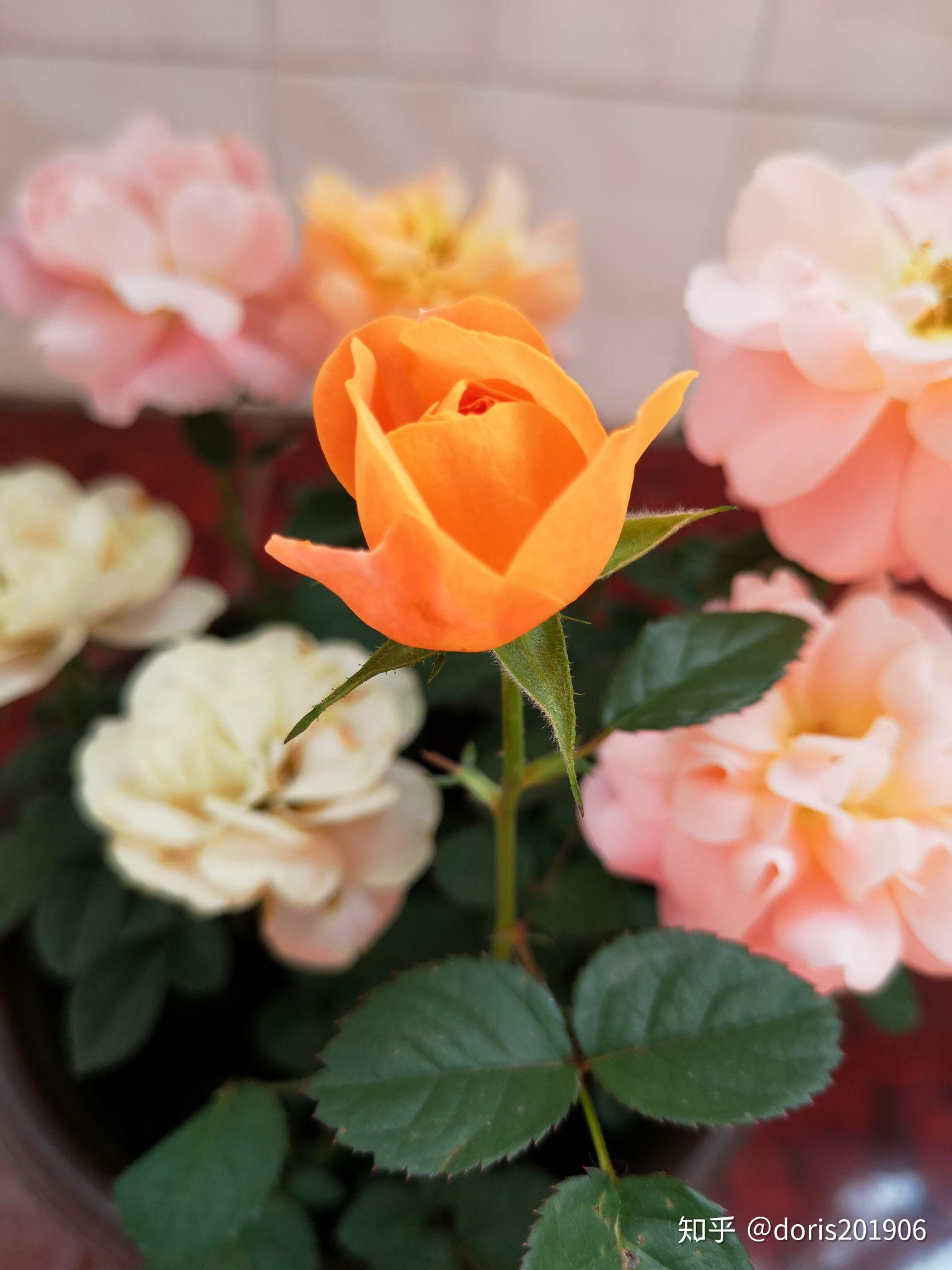 有什么好看的花朵照片吗