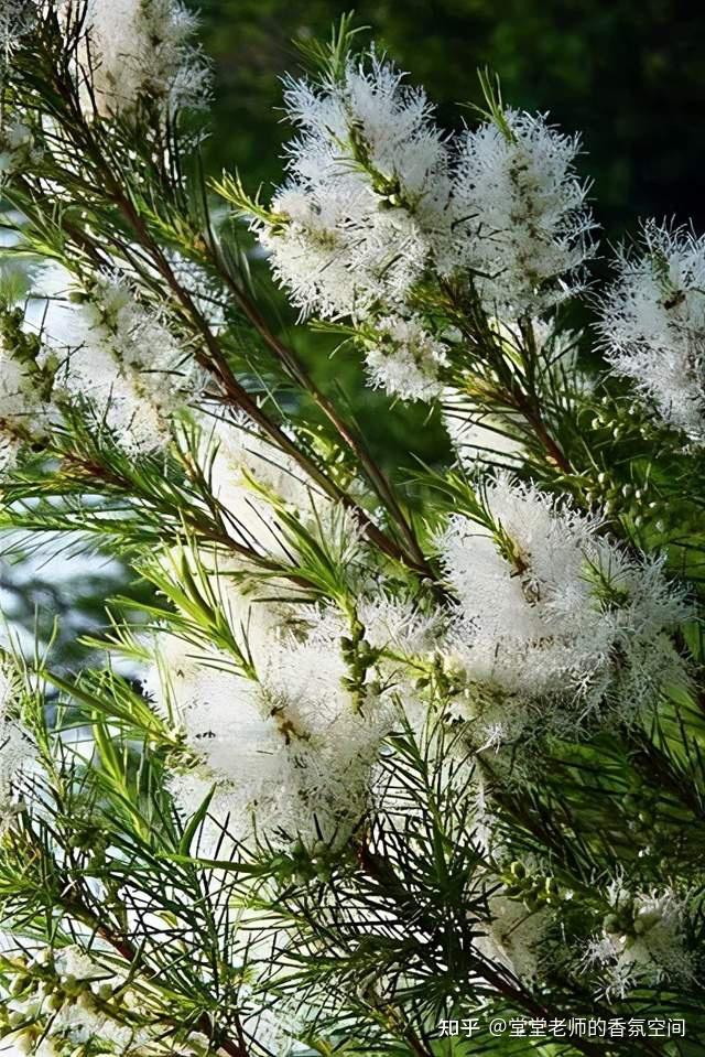 另外還有一種方式,是將幾滴茶樹或羅文莎葉(桉油樟)精油滴在面紙上