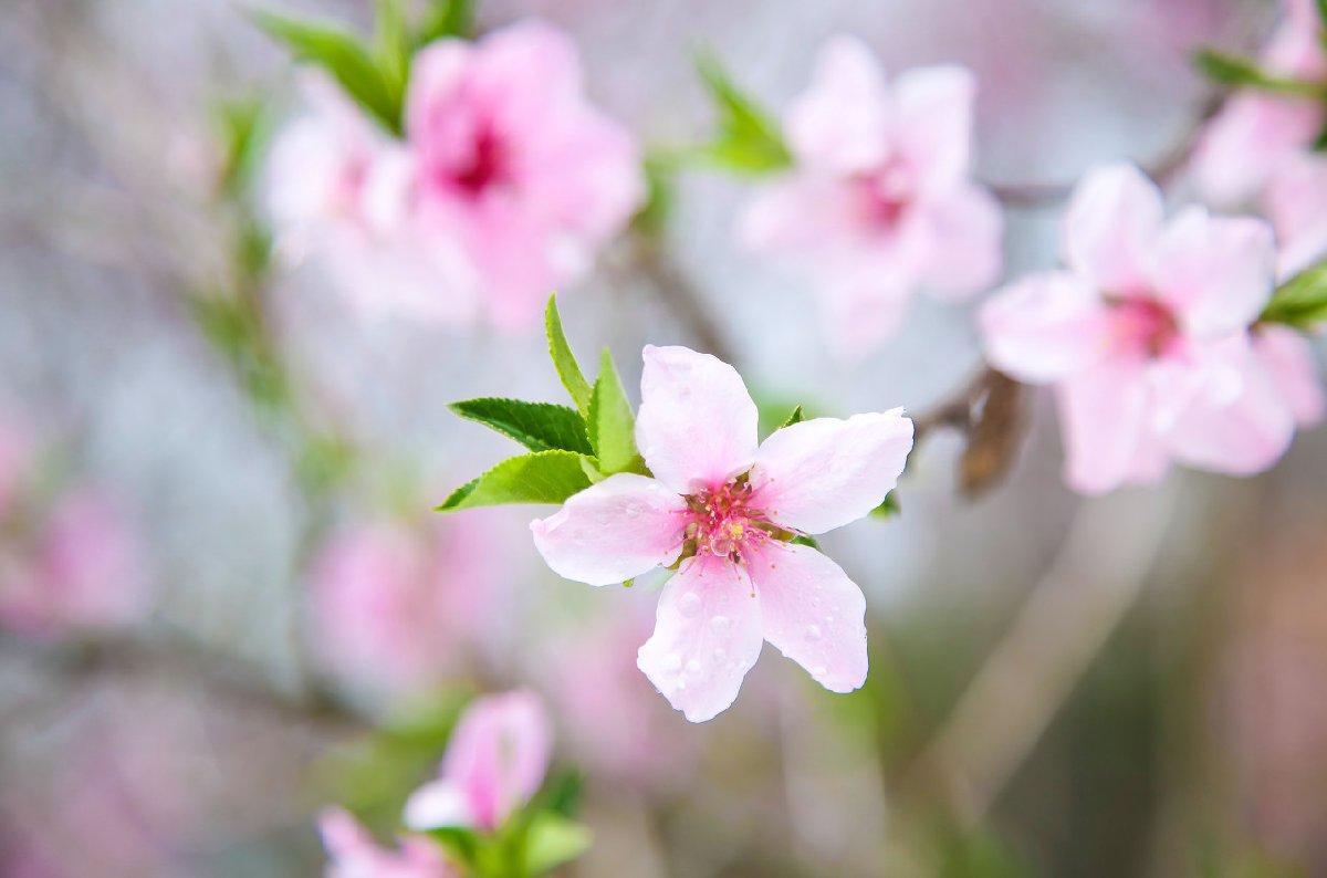 杭州富阳半山桃花观赏时间门票农家乐