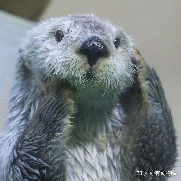 每天了解一个动物——水獭 - 知乎