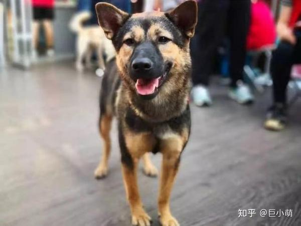 中华田园犬能办狗证了 深圳修改禁养犬 土狗终于不被歧视 知乎