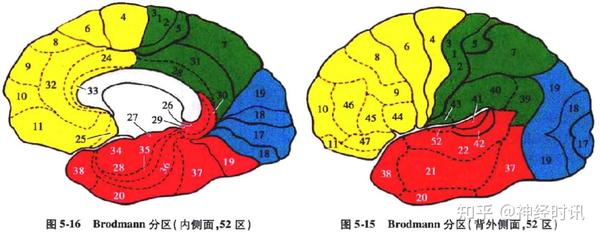 额叶的解剖功能定位精讲【收藏起来} - 知乎