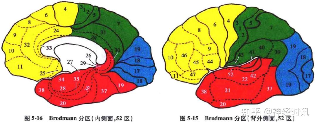 额叶的解剖功能定位精讲【收藏起来} - 知乎