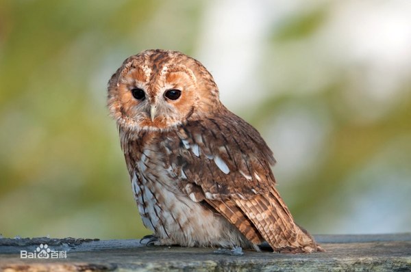 评论:原文为"none of them noticed a large  tawny owl flutter