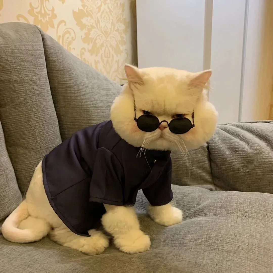 让人欲罢不能的沙雕头像 - 知乎