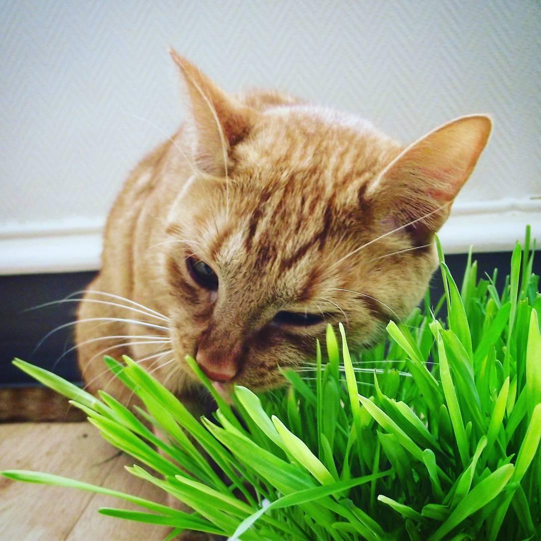 猫薄荷是什么 知乎 猫薄荷是什么 知乎