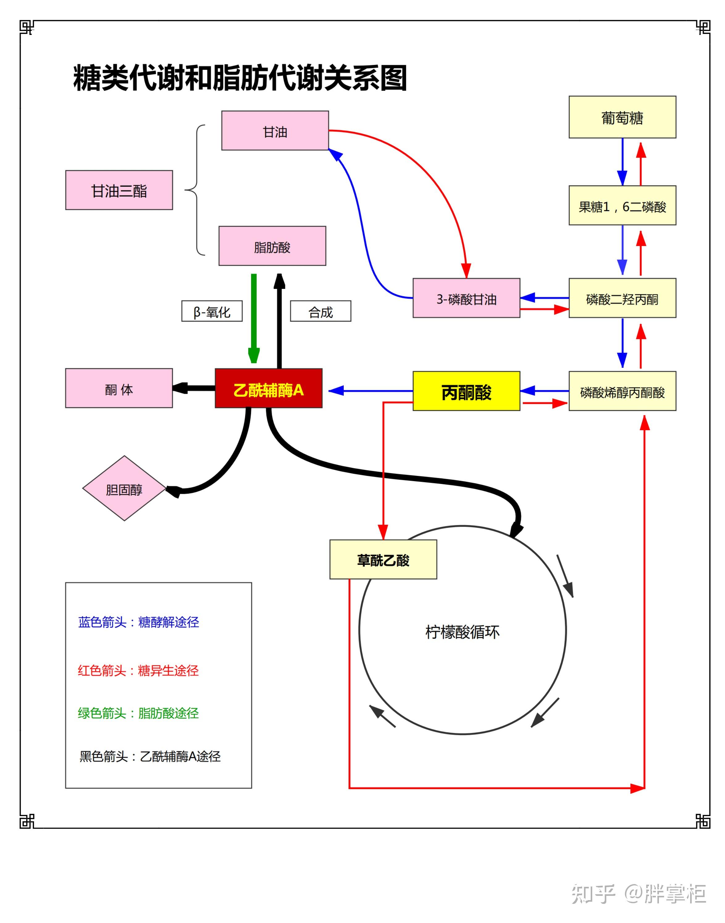 脂质代谢图流程图图片