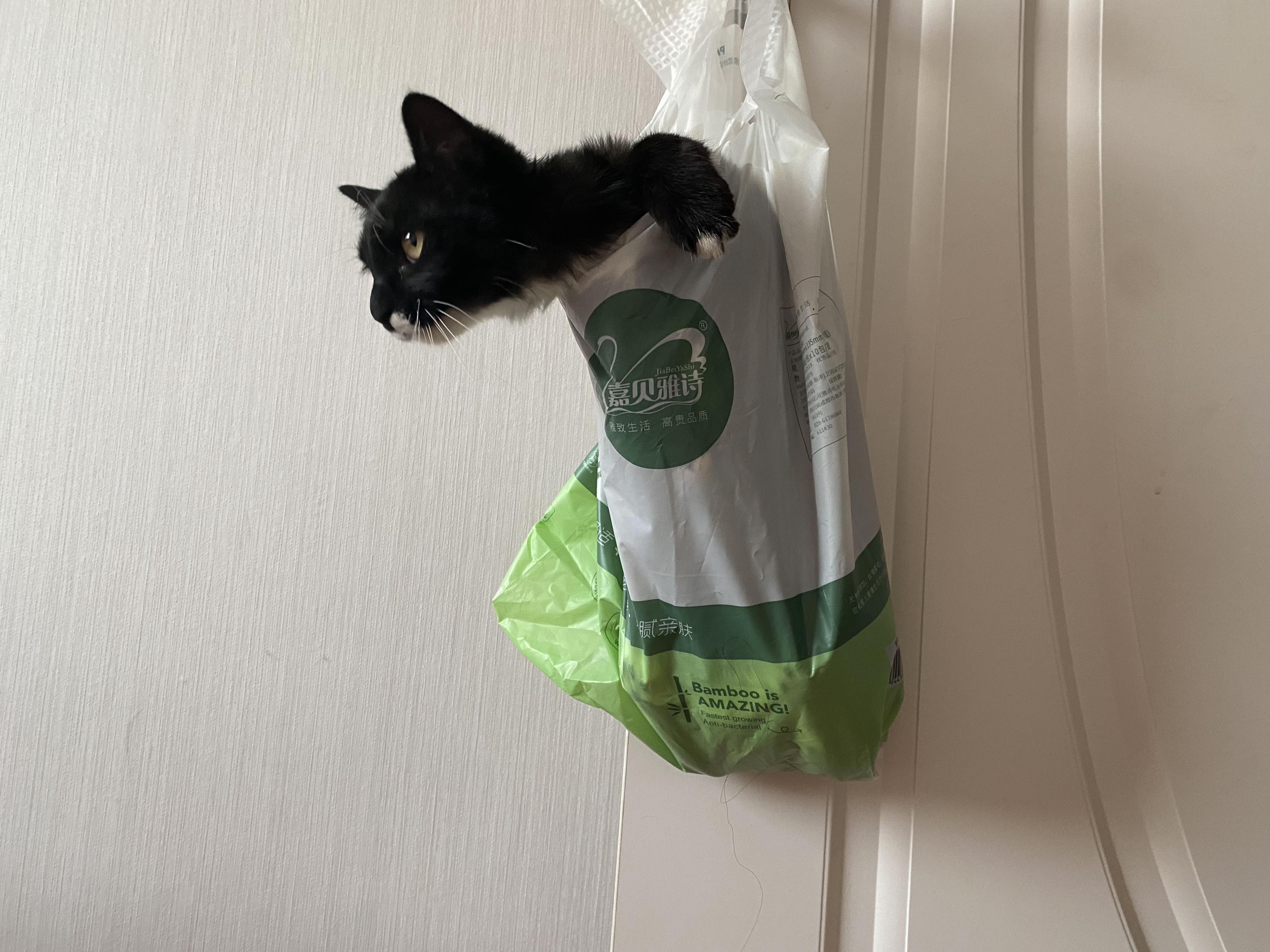 哪个瞬间你觉得宠物好像真的听懂你说话了?