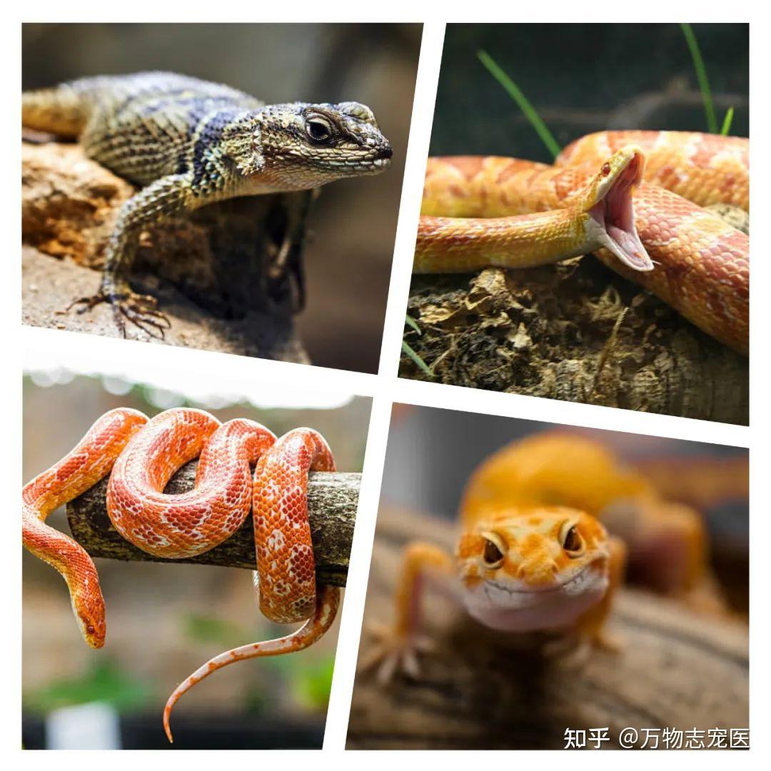 盘点那些适合萌新上手的爬宠,保证让你大开眼界! - 知乎