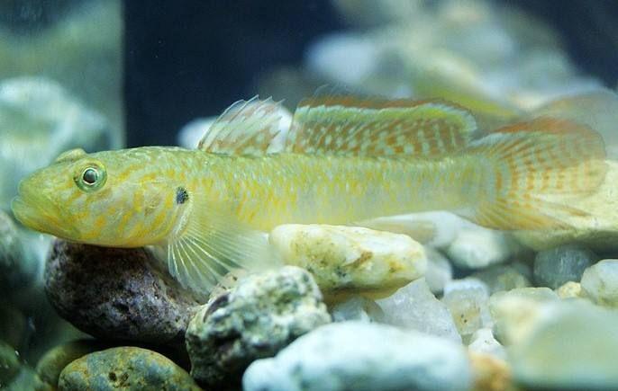 请问这个小小的，像虾虎鱼似的是什么鱼?