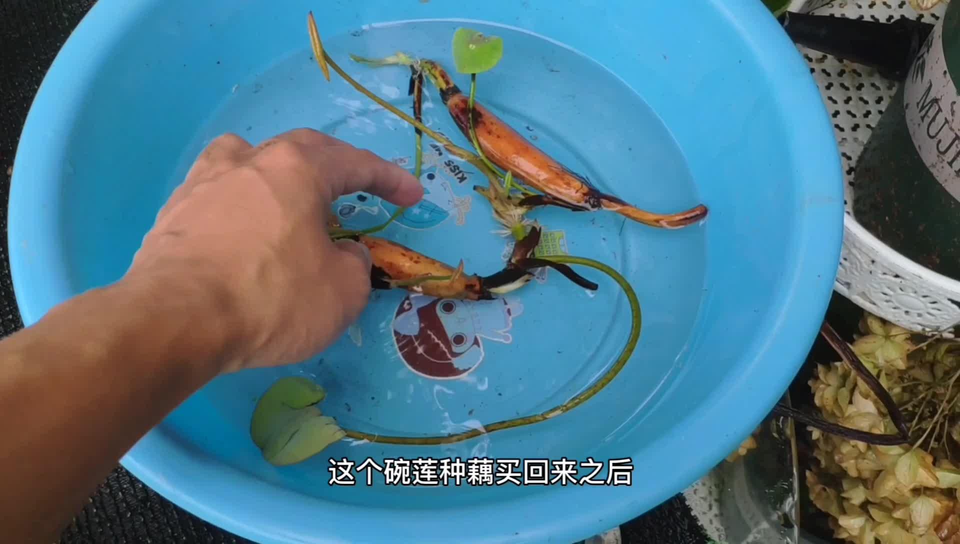 拿花盆栽种荸荠也叫马蹄果,既可以观赏又可以吃,一举两得