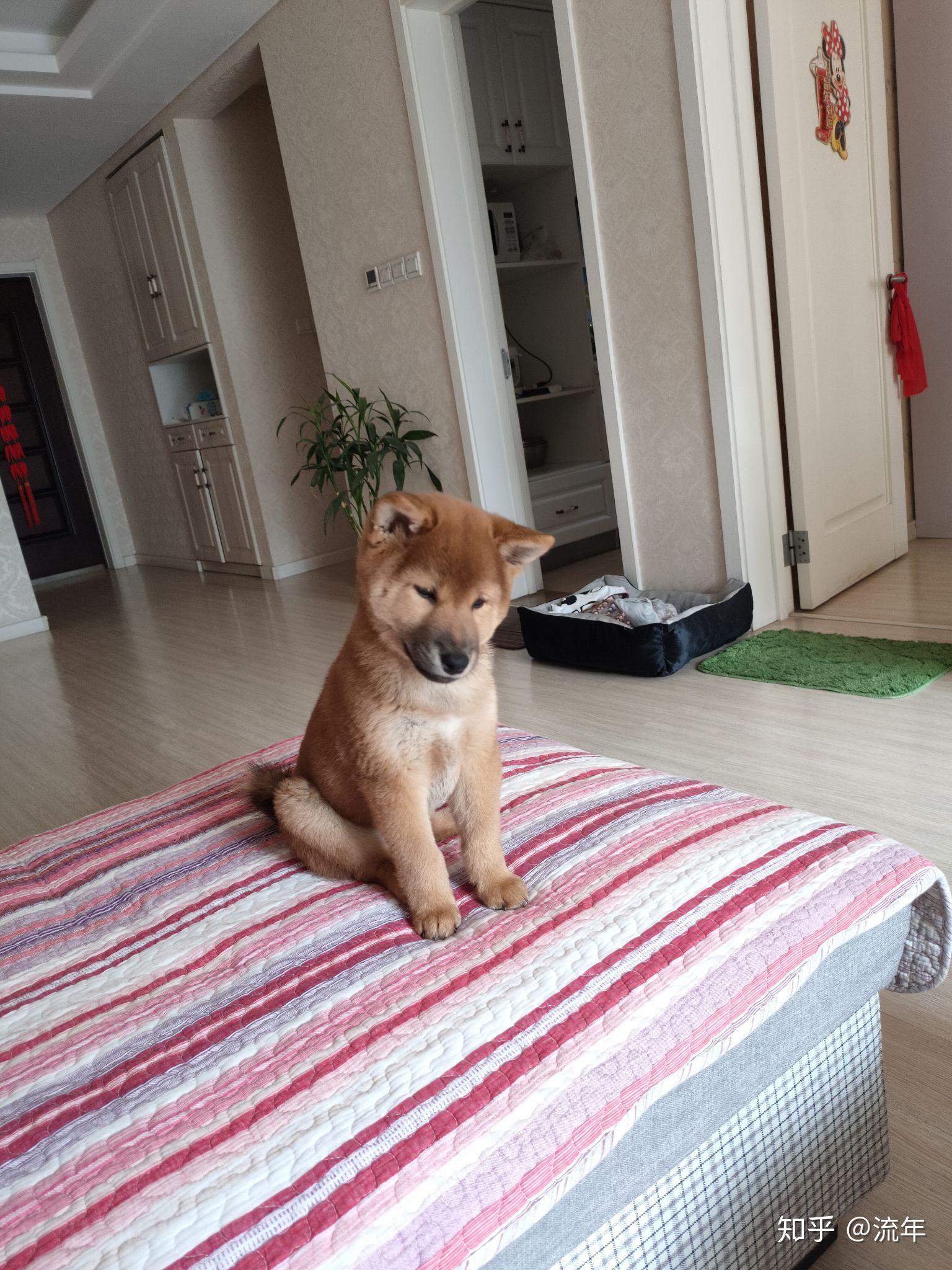 我家小柴犬四个月还是尖脸是不是买到假的了qwq