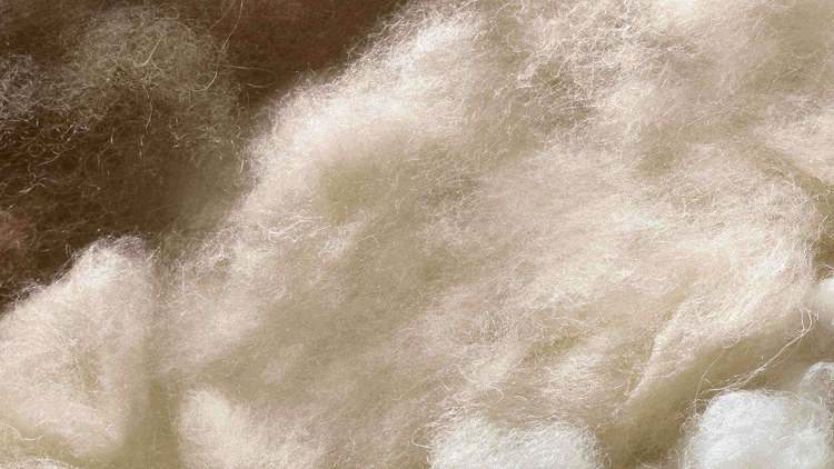 你拥有初剪羊毛的自由吗