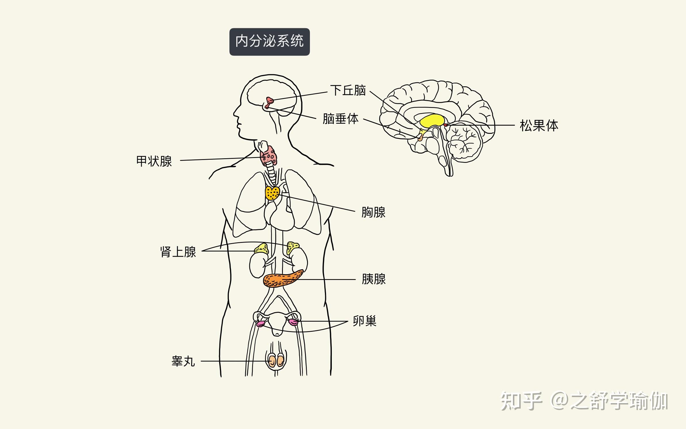 人体八大系统 简图图片