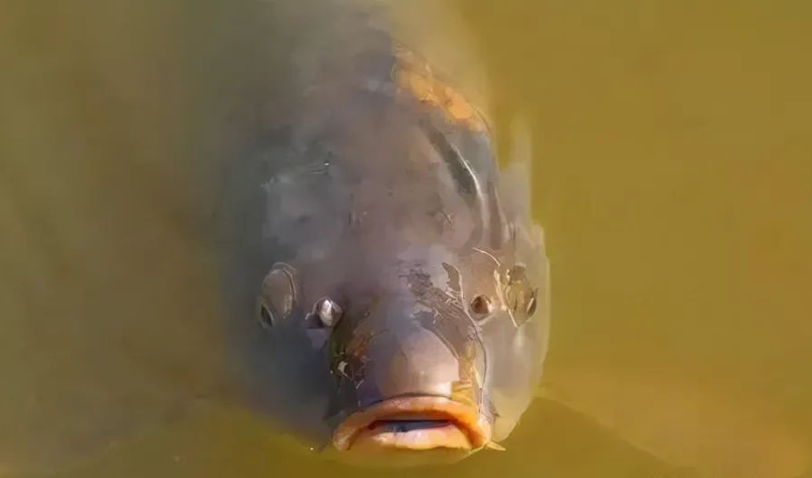 小鱼怎么养才能不缺氧 v2-d9eca1113798df1c194604666573598d_1440w.jpg?source=172ae18b