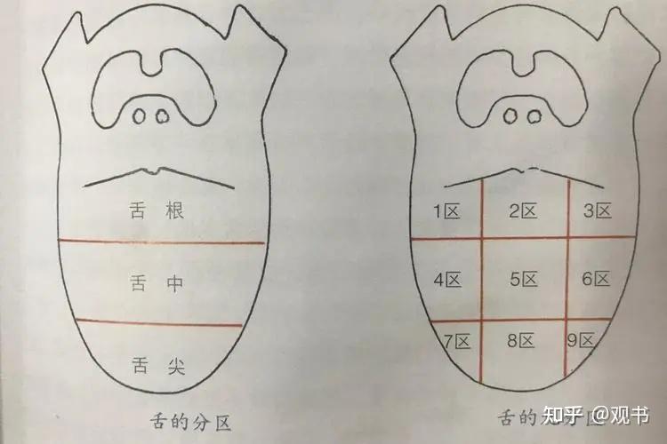 学习笔记:中医诊断之望闻问切(二)舌诊 - 知乎