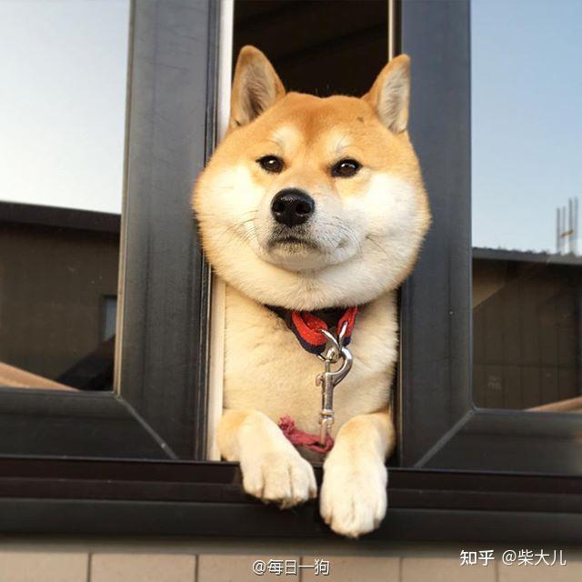 入手柴犬更多柴犬信息:柴犬酱(公众号)《向往的生活》作为一个以慢