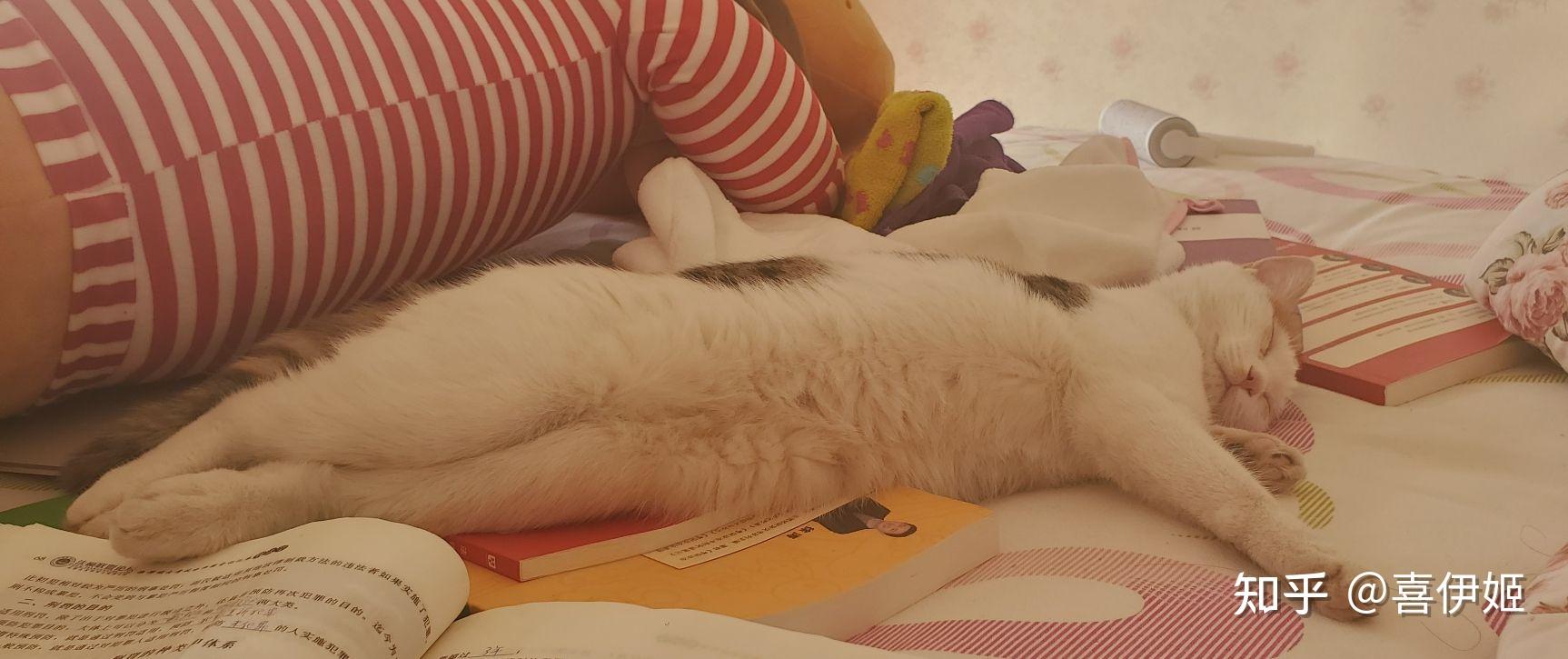 你的猫咪睡觉姿势可以有多妖娆?