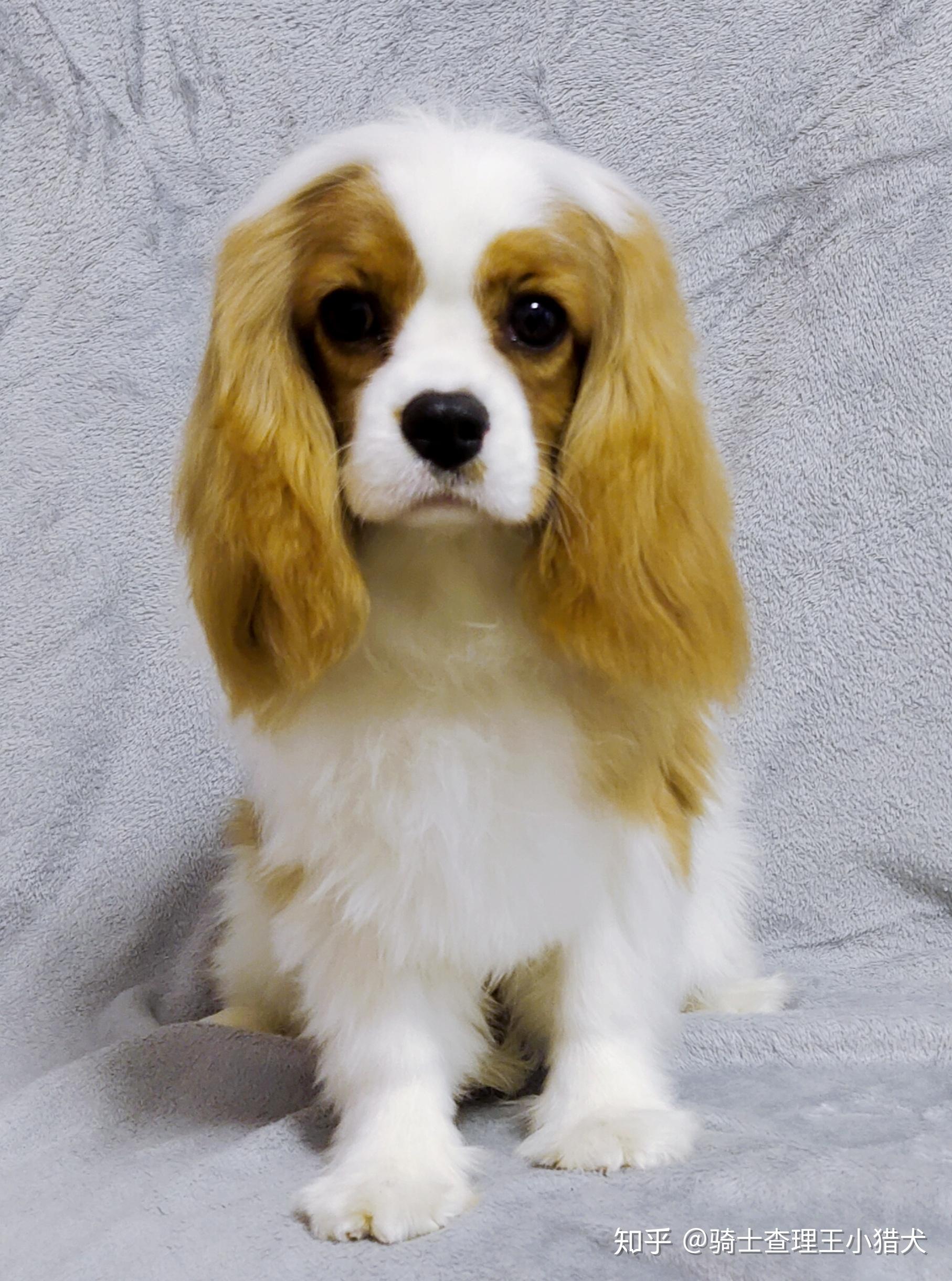 怎么在中国购买纯种骑士查尔斯王小猎犬