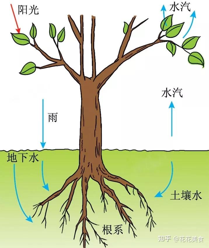 从而使得根系大量吸收土壤中的水分,同时调节自身和大气的水气平衡