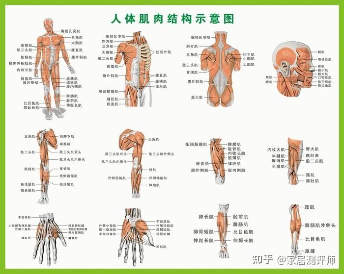 小臂肌肉分解图图片