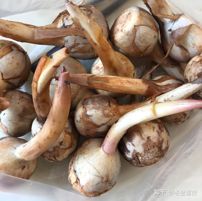 盘点江南水乡的“水八仙”都有啥?藏在水里的