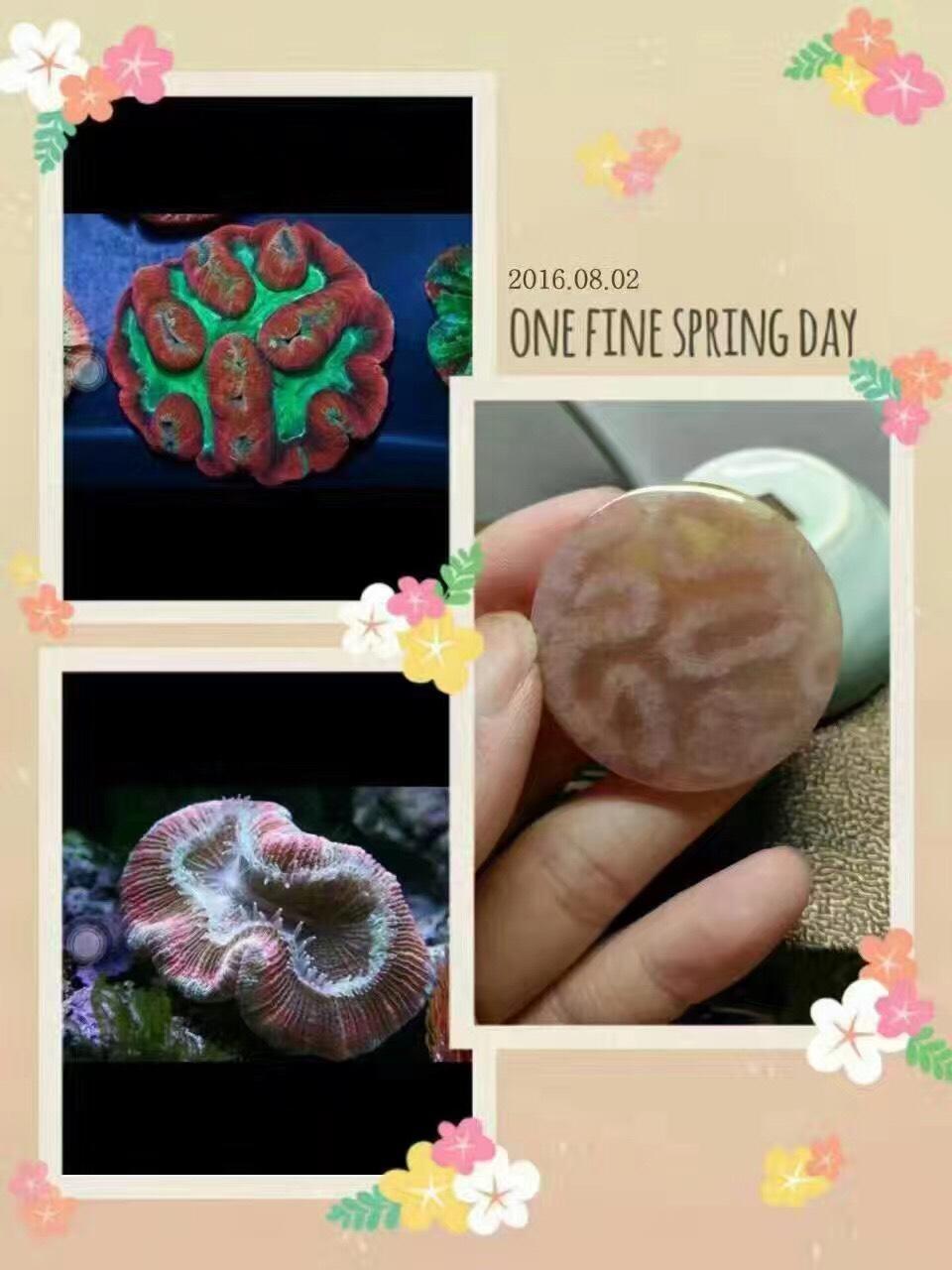 珊瑚与珊瑚玉对比图欣赏