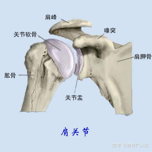 肩膀各部位名称图图片