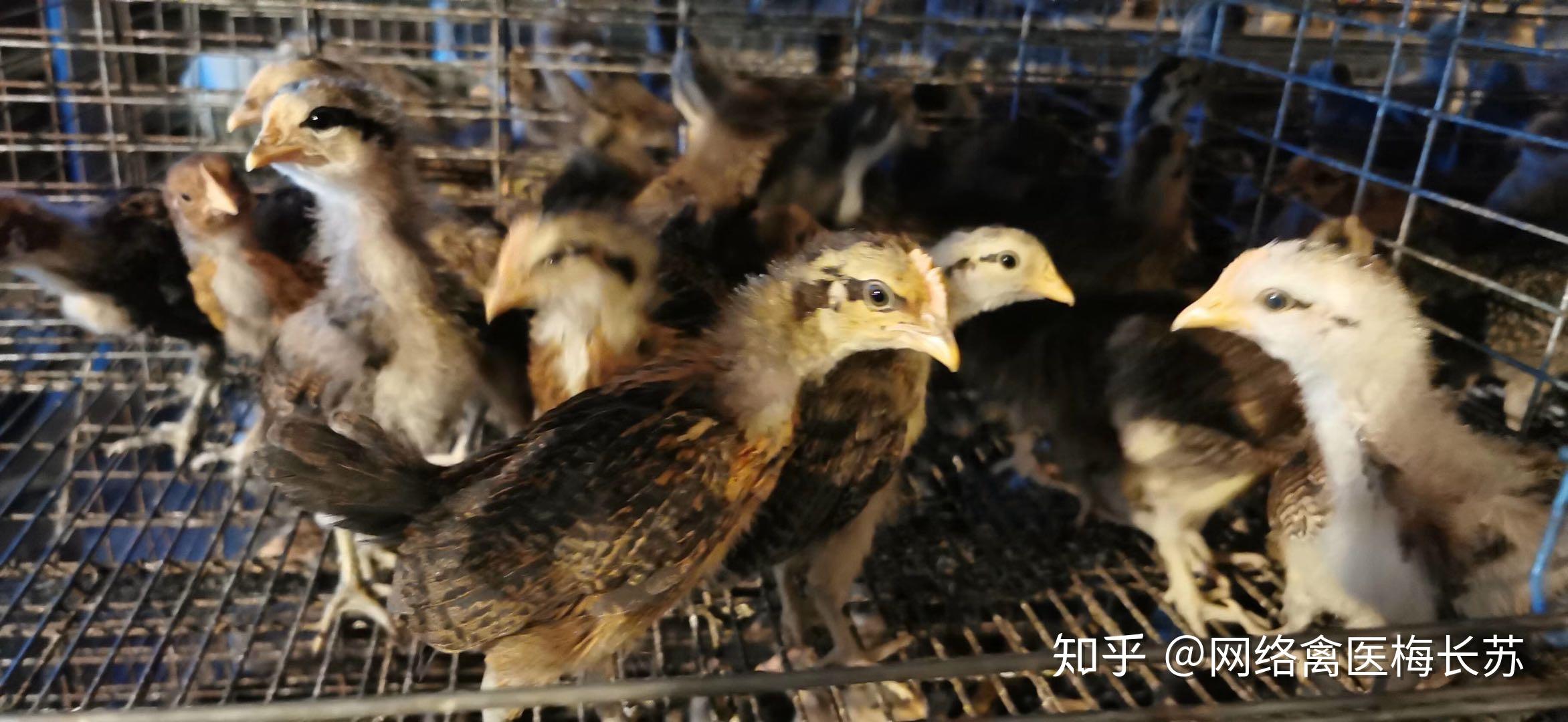 为什么现在越来越多的人选择育雏脱温鸡苗呢这里暗藏哪些玄机呢