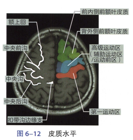 好书共读|6第章：前额叶皮质、大脑边缘系统相关的神经系统 - 知乎