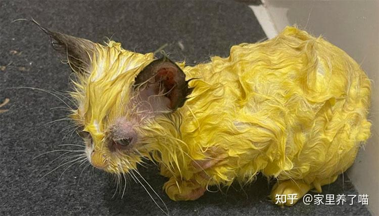 石硫合剂治疗猫癣?这都是些什么鬼?