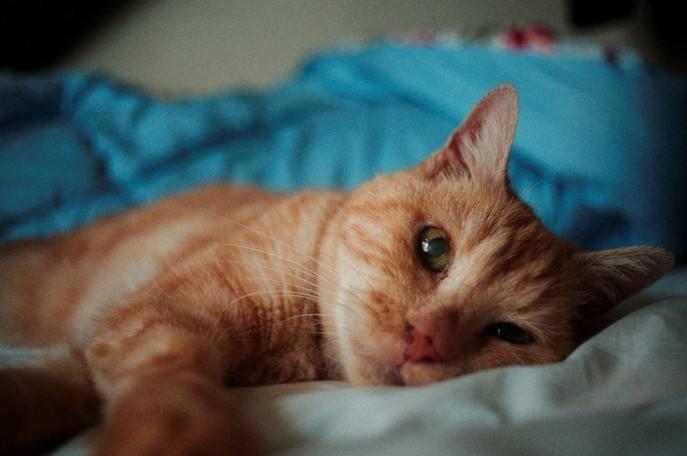 阿哲基金定投日记24大盘这样病猫的行情不亏就是赚的了