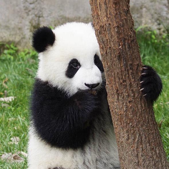 如何评价熊猫萌兰(萌三蛋)(