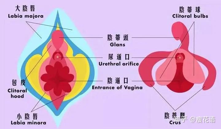 女性私密也会发出"声音",这些"声音"信号你知道吗
