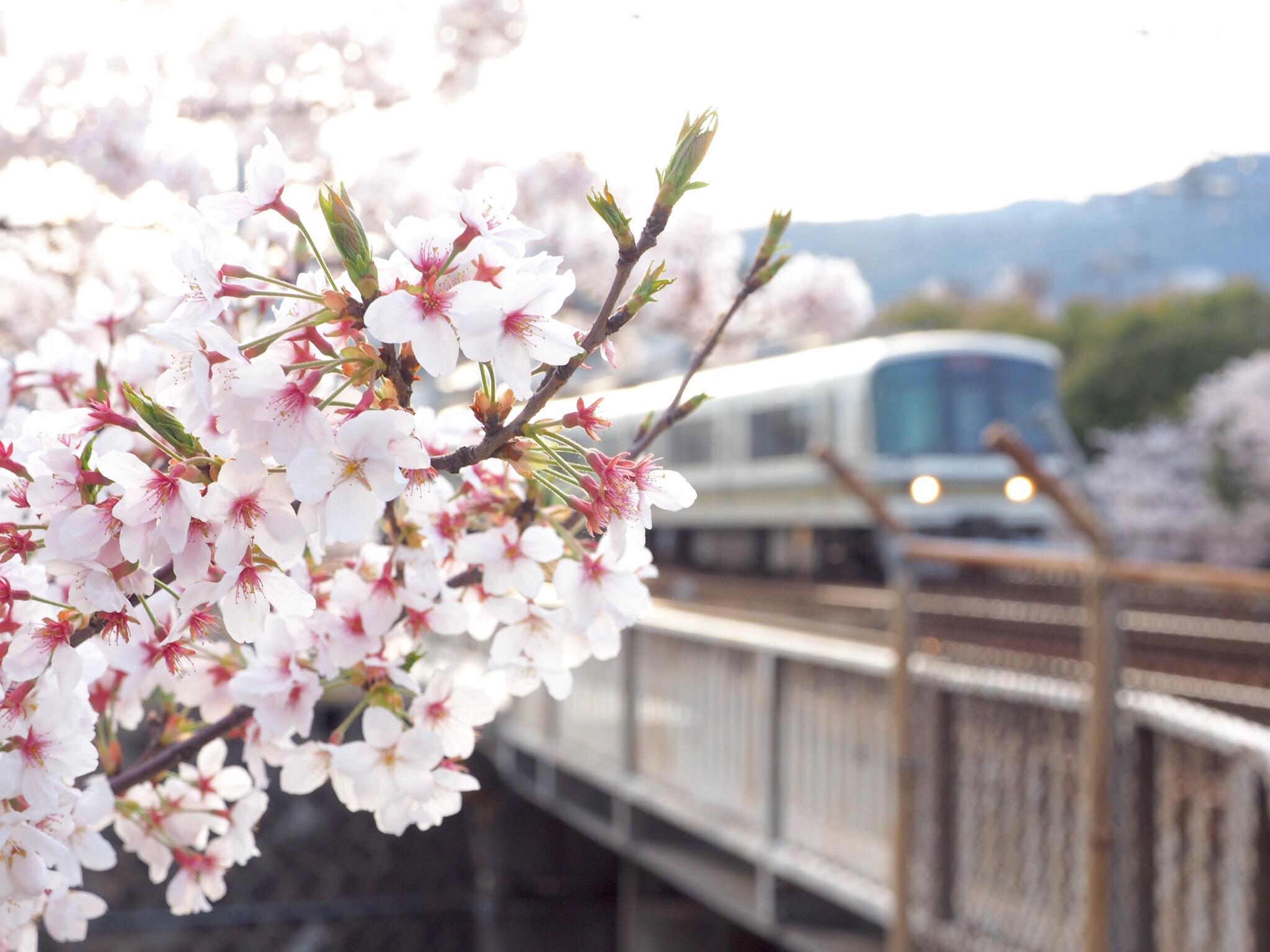 日本三月樱花比较偏门的观赏地点有哪些