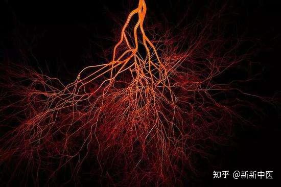 如何用好人体内的“管”状结构?(血管篇) - 知乎