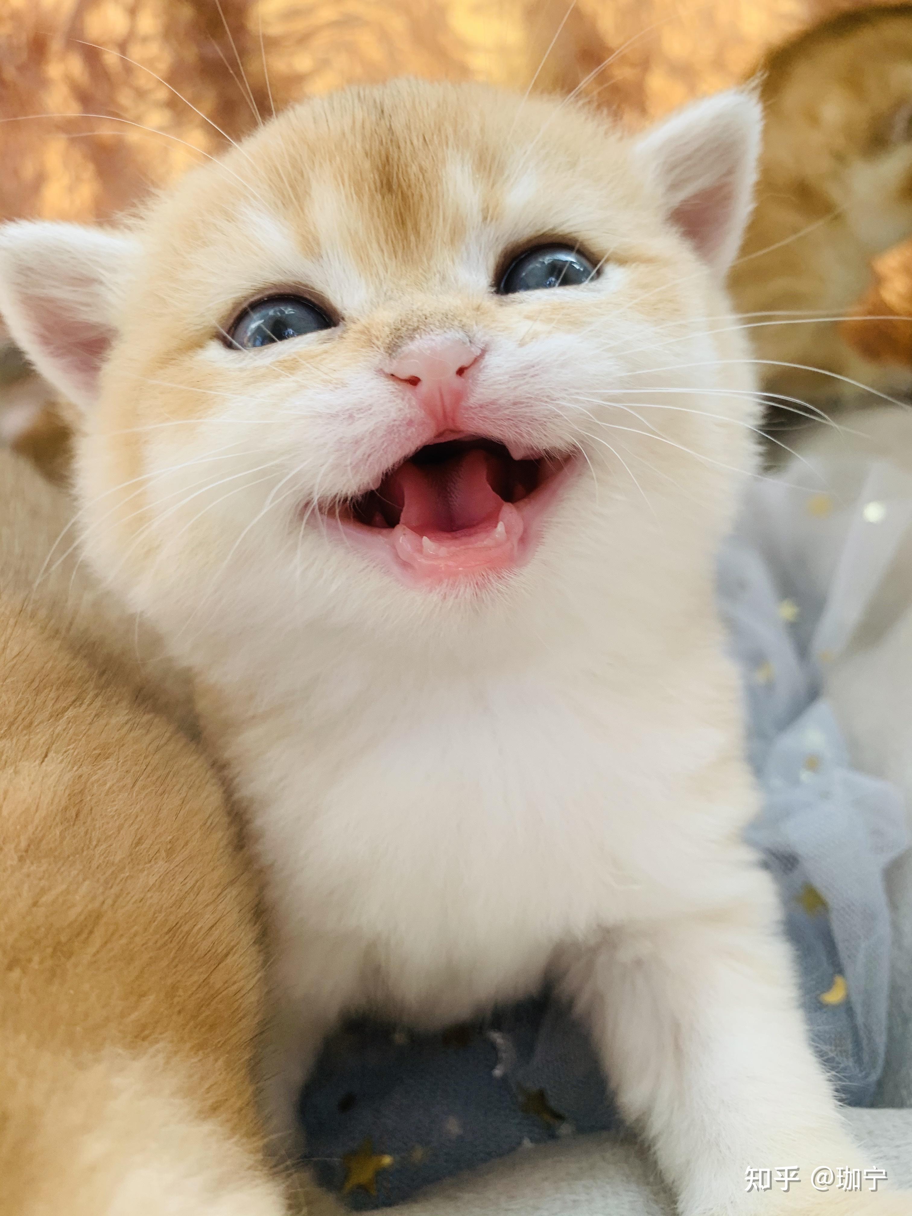 有没有敲可爱的猫咪头像? - 知乎