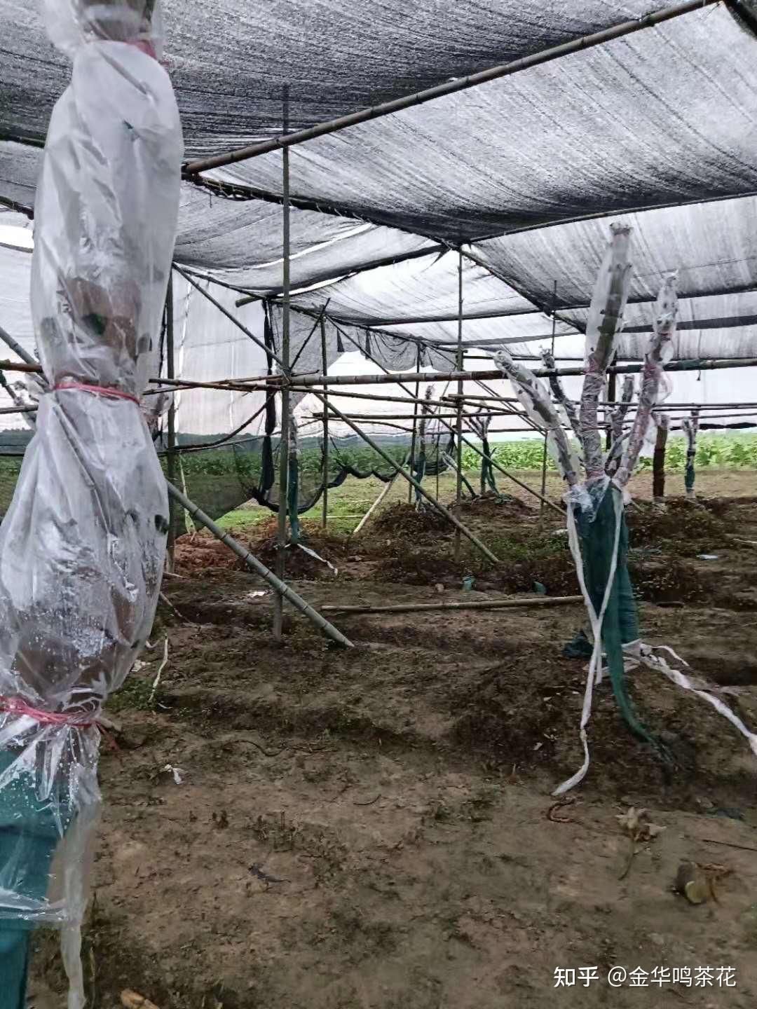 油茶树嫁接茶梅