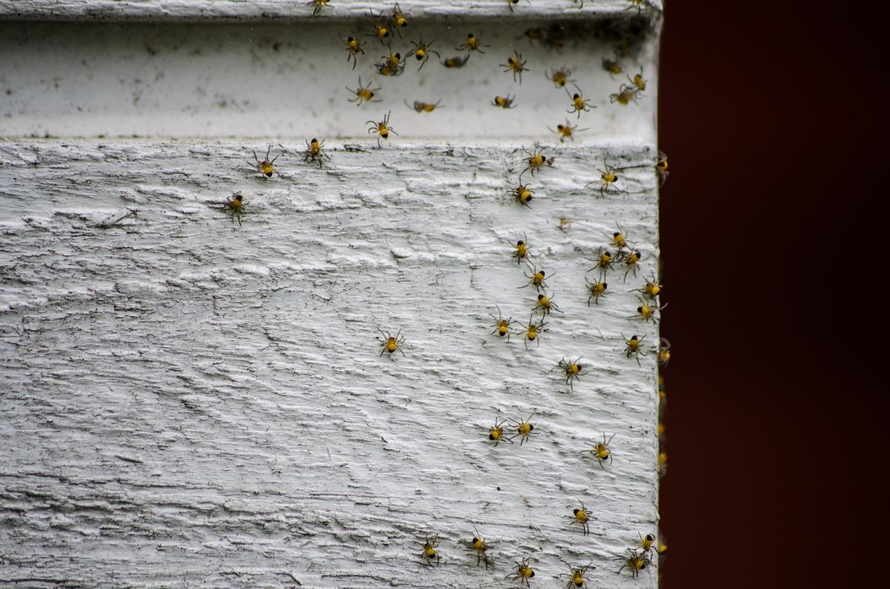 4. 蜘蛛清洁指南