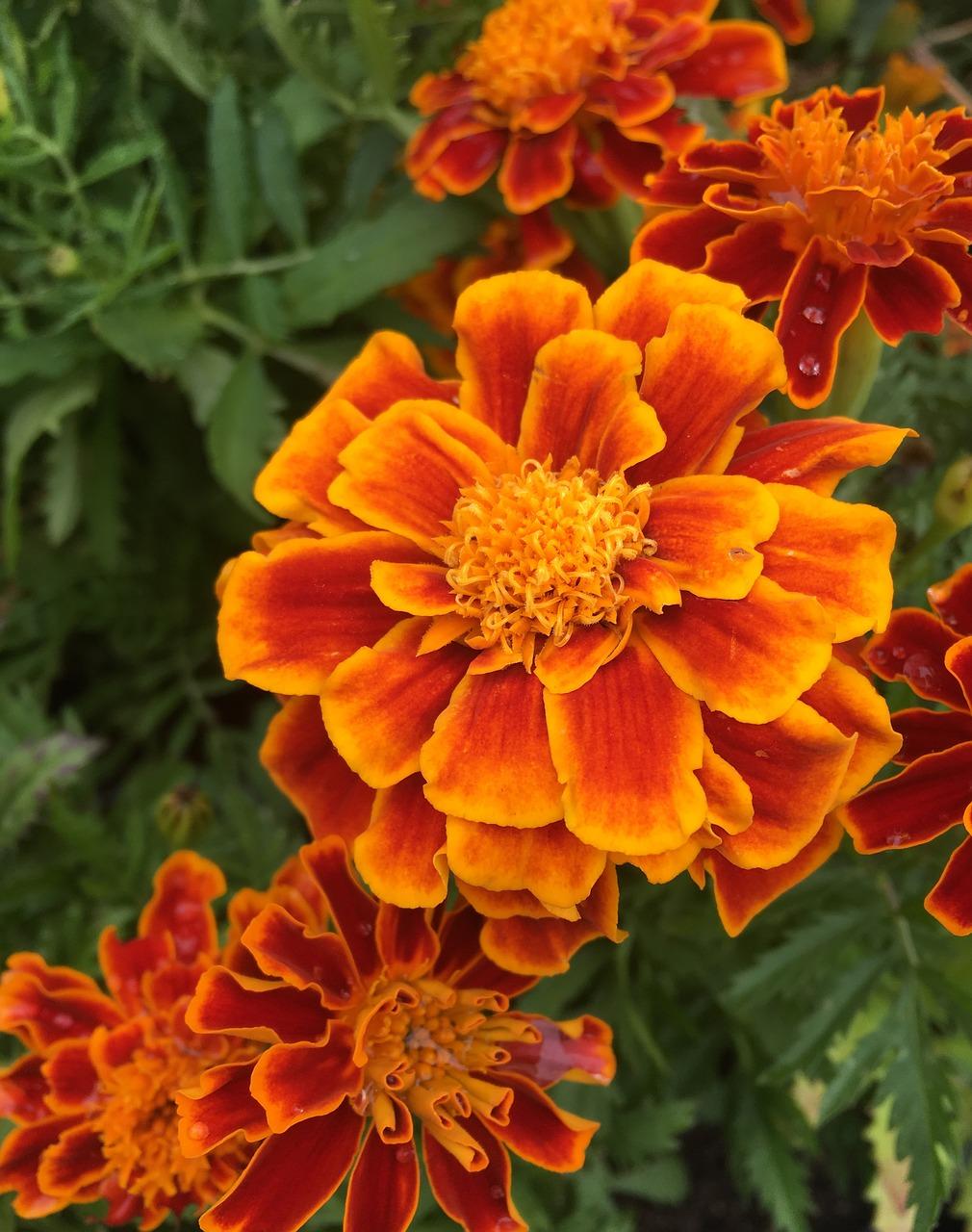 红色康乃馨配什么花