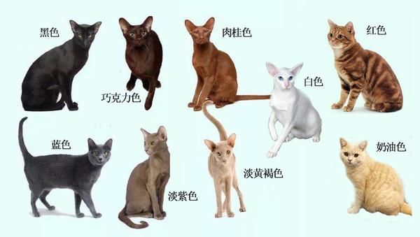 猫咪花色分类及遗传大全 知乎