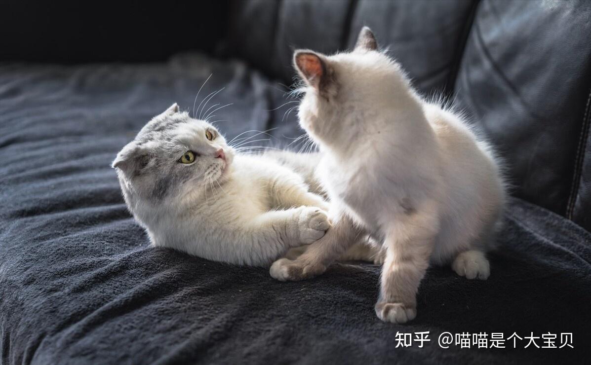 养“公猫”好还是“母猫”好,看完你就有答案了 - 知乎