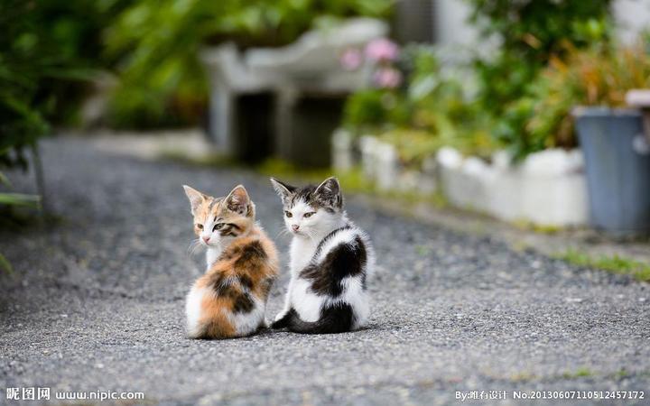 猫猫这么可爱,这些关于猫猫的德语表达当然也要get! - 知乎