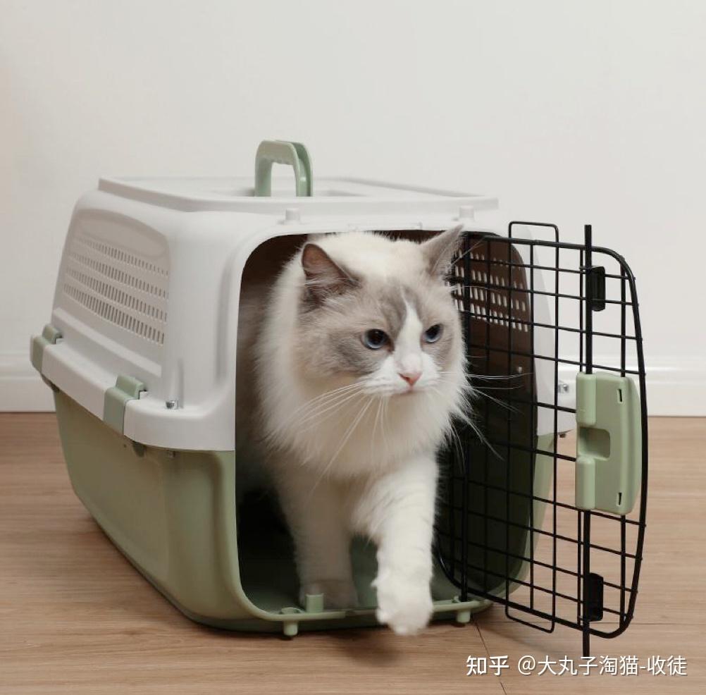 新手养猫需要买笼子吗? - 知乎