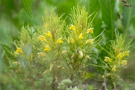 列当科Orobanchaceae:利用他者之营养壮大自身 - 知乎