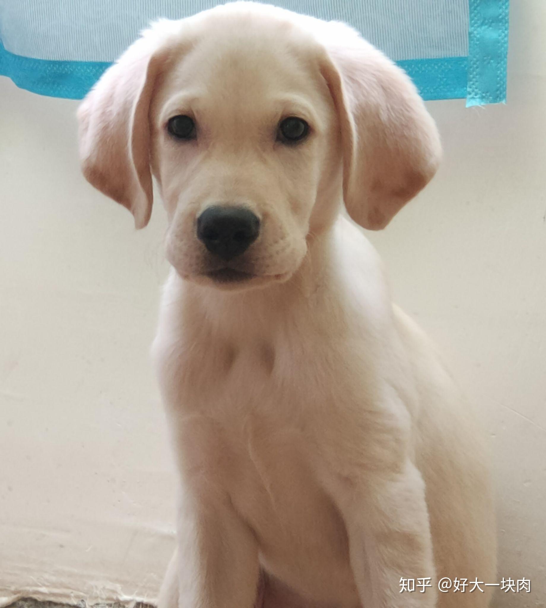 四个月的拉布拉多狗狗到新家到处尿尿怎么训练