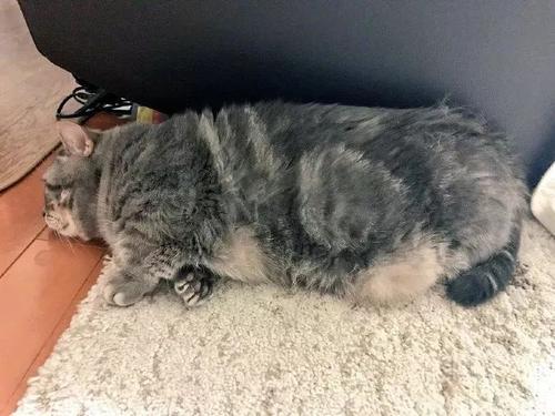 猫肥厚性心肌病 Hcm Fate Sheet 2 知乎 猫肥厚性心肌病 Hcm Fate Sheet 2 知乎