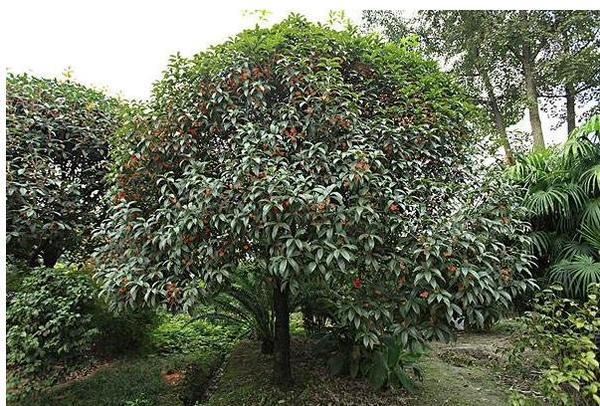 春天到了 您的院子里种点什么树好呢 知乎